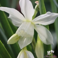 Thalia Narcissus Bulbs