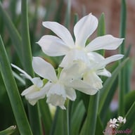 Thalia Narcissus Bulbs