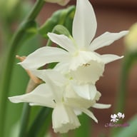 Thalia Narcissus Bulbs
