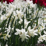 Thalia Narcissus Bulbs