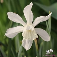 Thalia Narcissus Bulbs