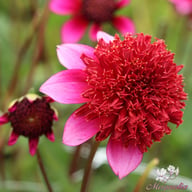 The Phantom Dahlia Tuber
