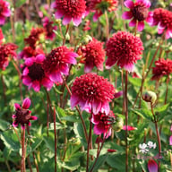 The Phantom Dahlia Tuber