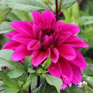 Thomas A. Edison Dahlia Knöl