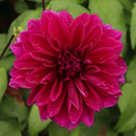 Thomas A. Edison Dahlia Knöl