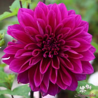 Thomas A. Edison Dahlia Knöl
