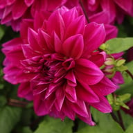 Thomas A. Edison Dahlia Knöl