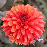 Tiramisu Dahlia Knöl