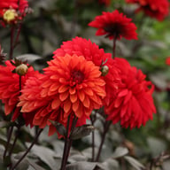 Tiramisu Dahlia Tuber