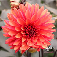 Tiramisu Dahlia Knöl