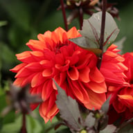 Tiramisu Dahlia Tuber