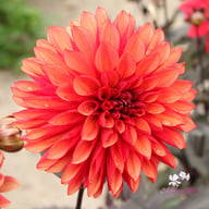 Tiramisu Dahlia Knöl