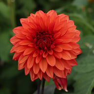 Tiramisu Dahlia Tuber