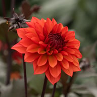 Tiramisu Dahlia Tuber