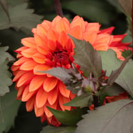 Tiramisu Dahlia Tuber