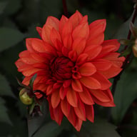 Tiramisu Dahlia Tuber