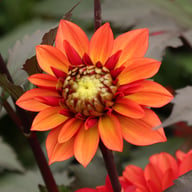 Tiramisu Dahlia Tuber