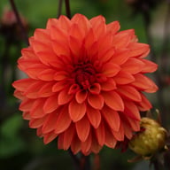 Tiramisu Dahlia Tuber