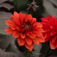 Tiramisu Dahlia Tuber