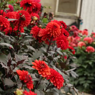Tiramisu Dahlia Tuber