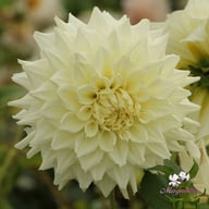 Titan Albino Dahlia Knöl