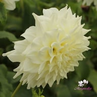 Titan Albino Dahlia Knöl