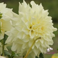 Titan Albino Dahlia Knöl