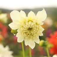 Titan Albino Dahlia Tuber