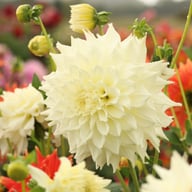 Titan Albino Dahlia Tuber