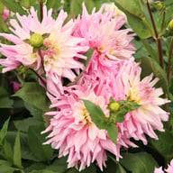 Titan Dulcina Dahlia Tuber