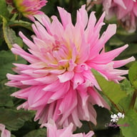 Titan Dulcina Dahlia Tuber
