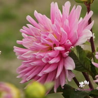 Titan Dulcina Dahlia Tuber