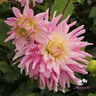 Titan Dulcina Dahlia Tuber