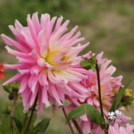 Titan Dulcina Dahlia Tuber