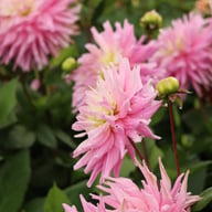 Titan Dulcina Dahlia Knöl