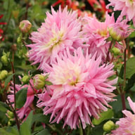 Titan Dulcina Dahlia Knöl