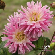 Titan Dulcina Dahlia Tuber