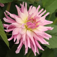 Titan Dulcina Dahlia Tuber