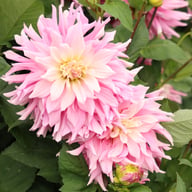 Titan Dulcina Dahlia Tuber