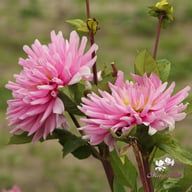 Titan Dulcina Dahlia Tuber