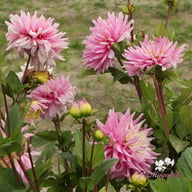 Titan Dulcina Dahlia Tuber