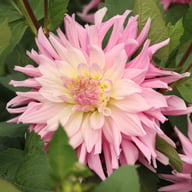 Titan Dulcina Dahlia Tuber