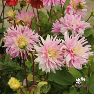 Titan Dulcina Dahlia Tuber