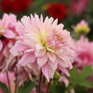 Titan Dulcina Dahlia Knöl
