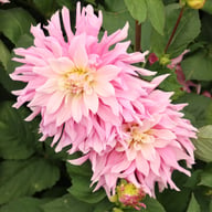 Titan Dulcina Dahlia Tuber