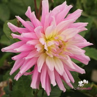Titan Dulcina Dahlia Tuber