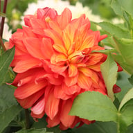 Titan Lighthouse (Spectra) Dahlia Knöl