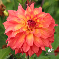 Titan Lighthouse (Spectra) Dahlia Knöl