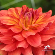 Titan Lighthouse (Spectra) Dahlia Knöl