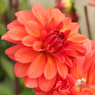 Titan Lighthouse (Spectra) Dahlia Knöl